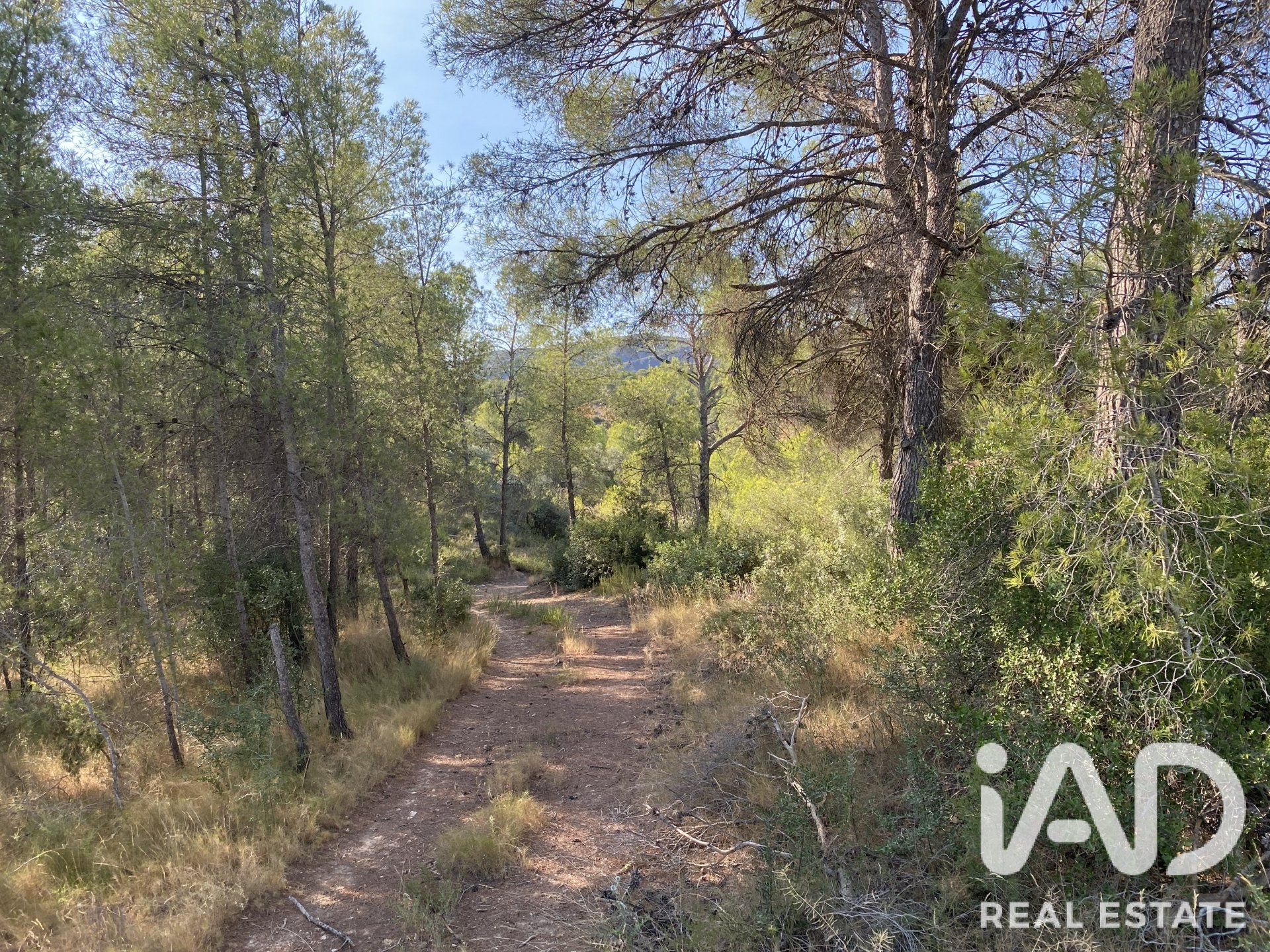 Land plot in Asco, Tarragona, Spain 254243 sq.m. No. 187838