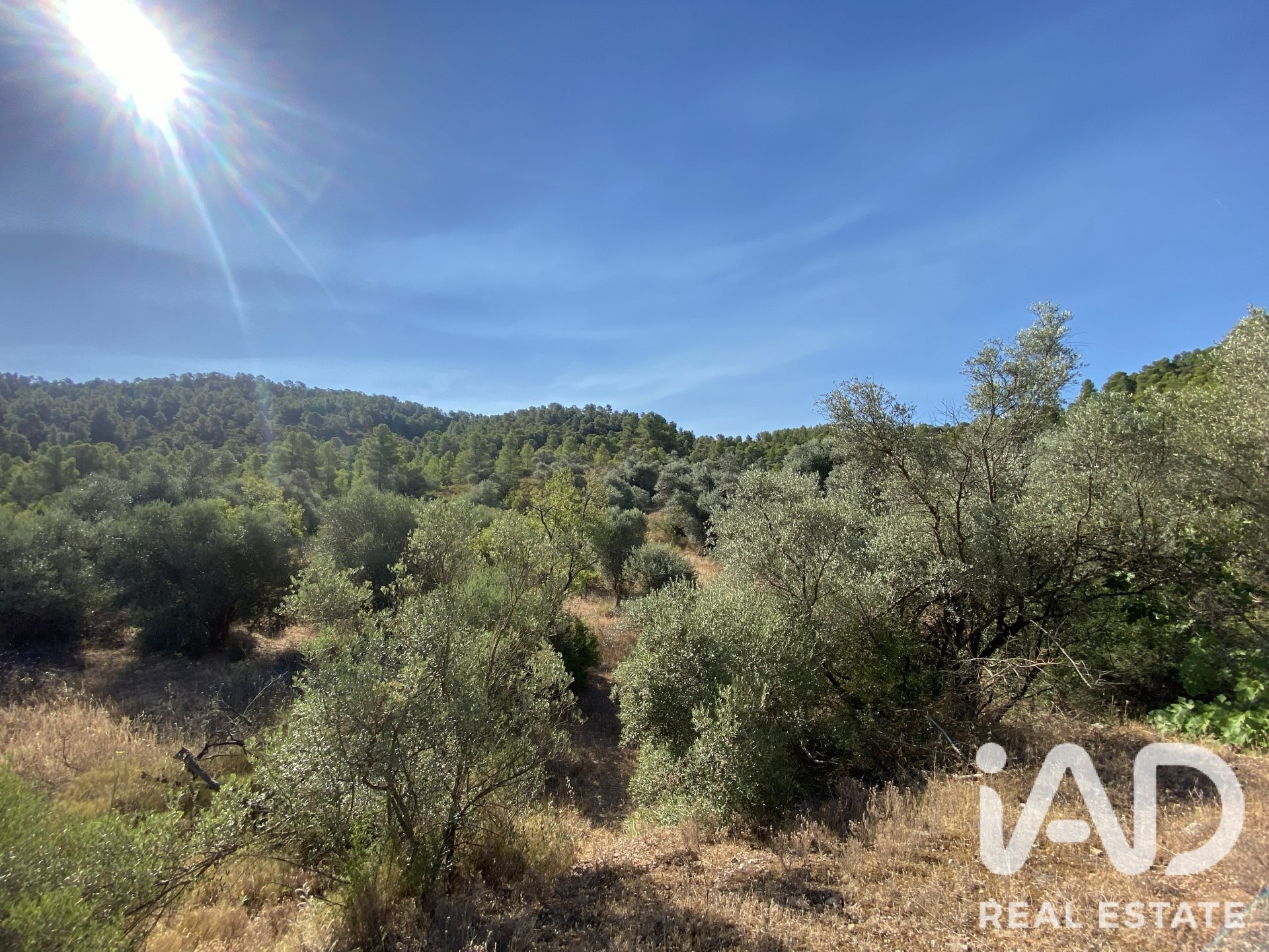 Land plot in Asco, Tarragona, Spain 254243 sq.m. No. 187838