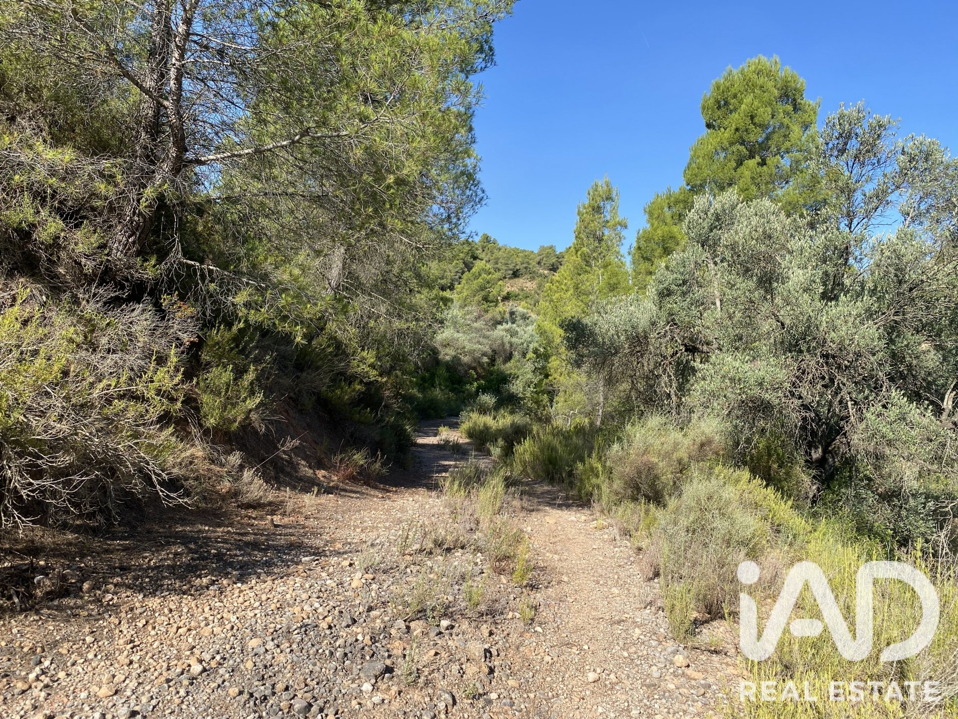 Land plot in Asco, Tarragona, Spain 254243 sq.m. No. 187838