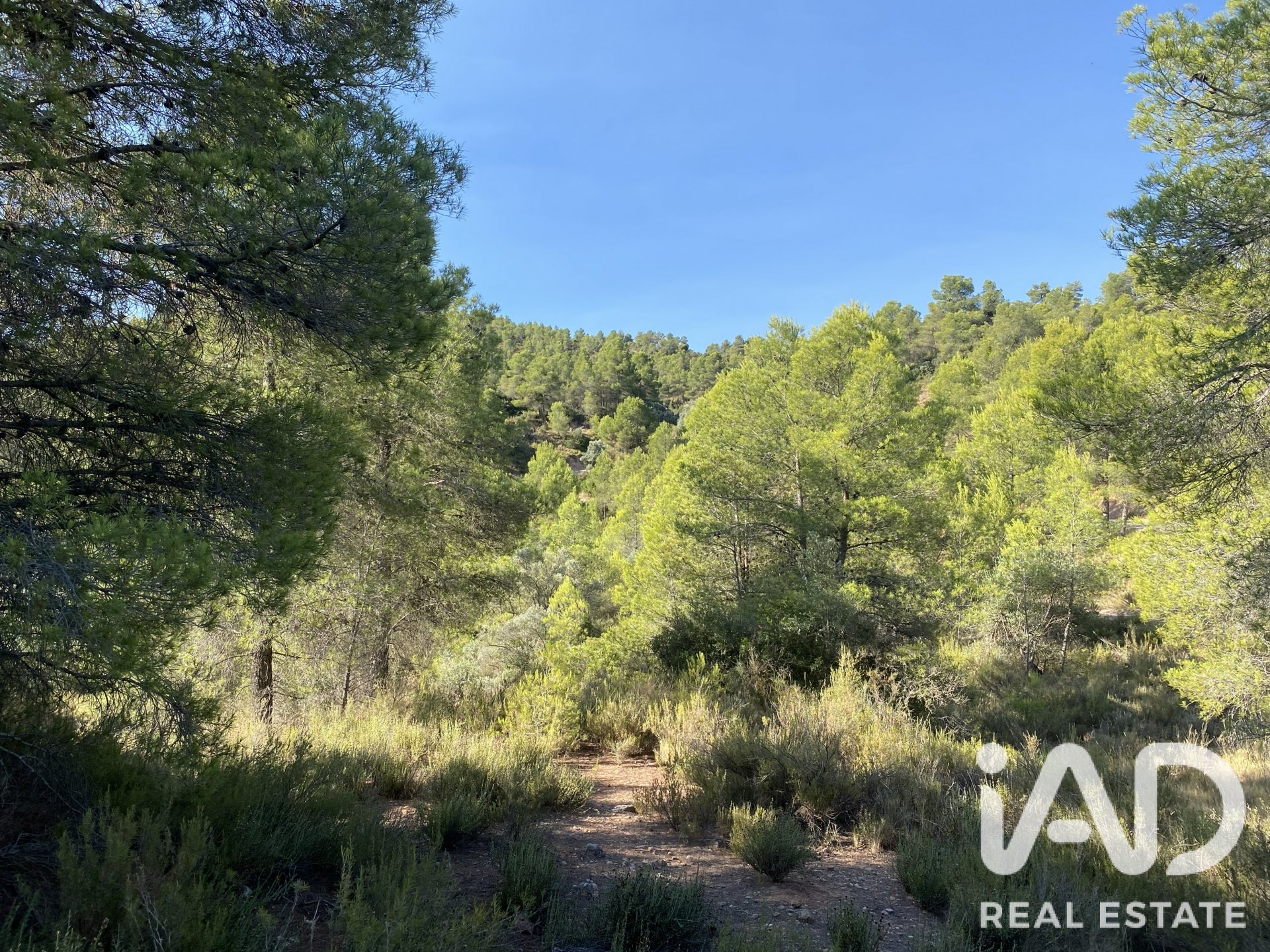 Land plot in Asco, Tarragona, Spain 254243 sq.m. No. 187838