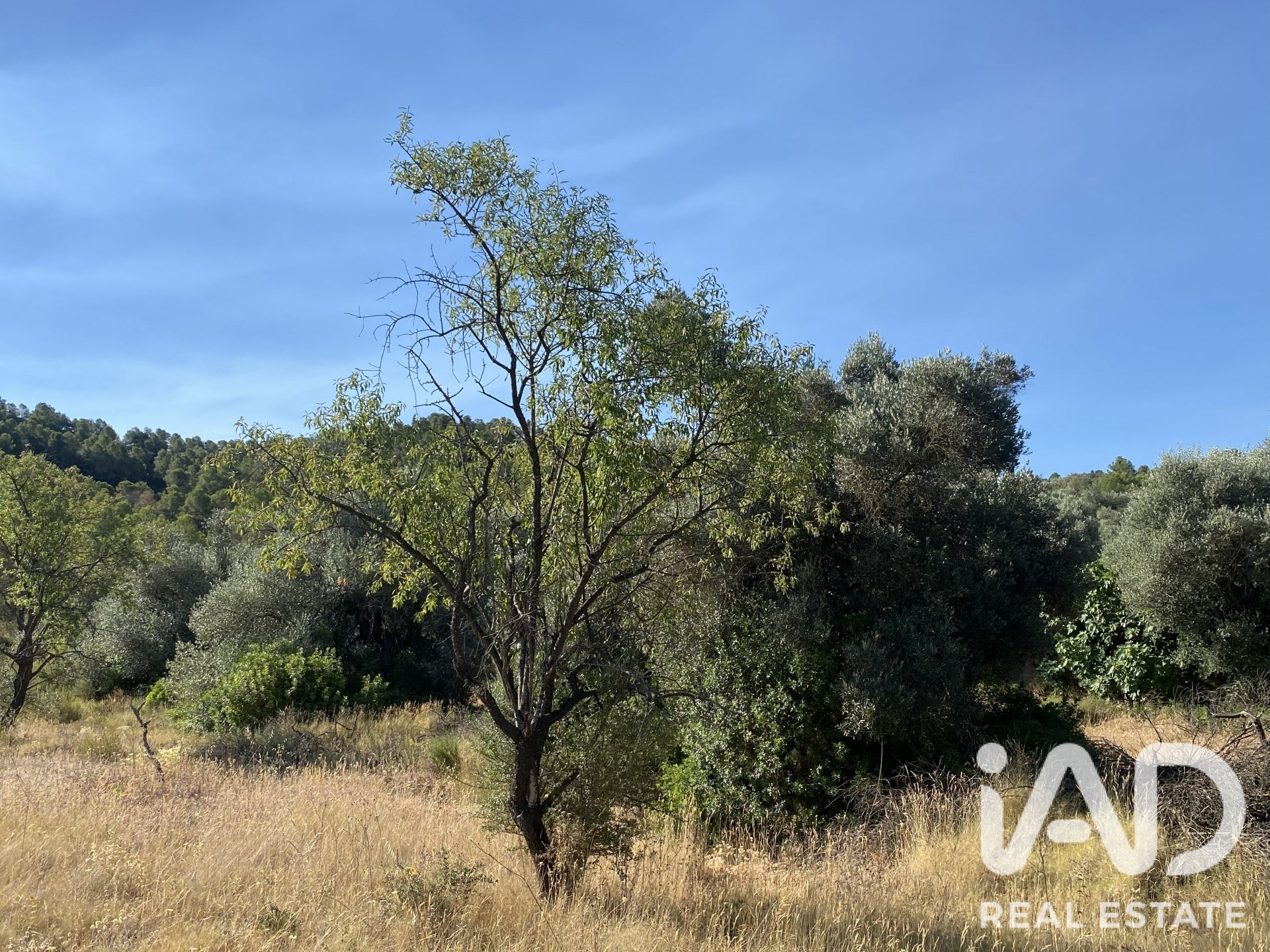 Land plot in Asco, Tarragona, Spain 254243 sq.m. No. 187838