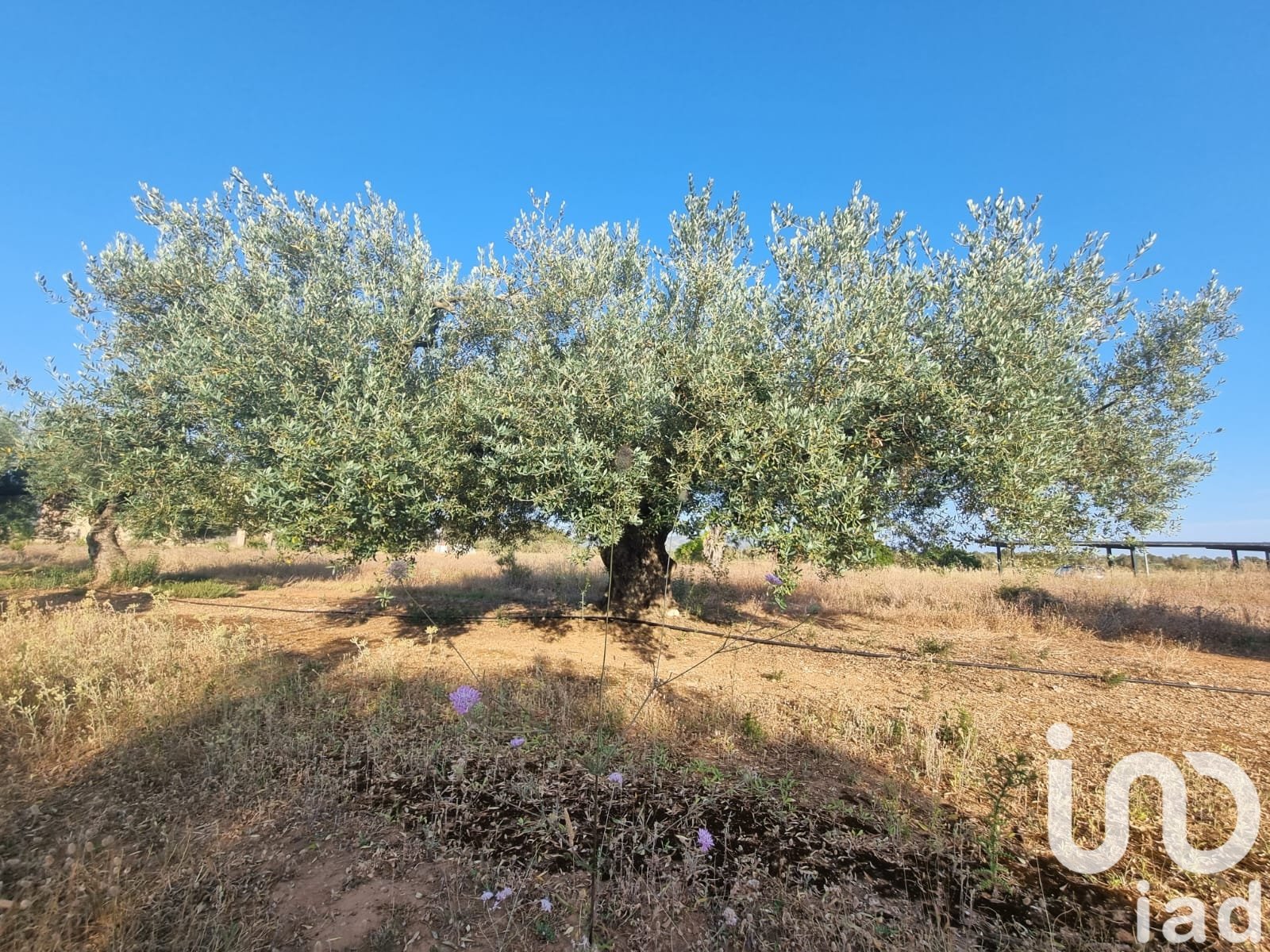Zemes gabals Ginestar, Tarragona, Spānijā 6093 m2 Nr. 185815