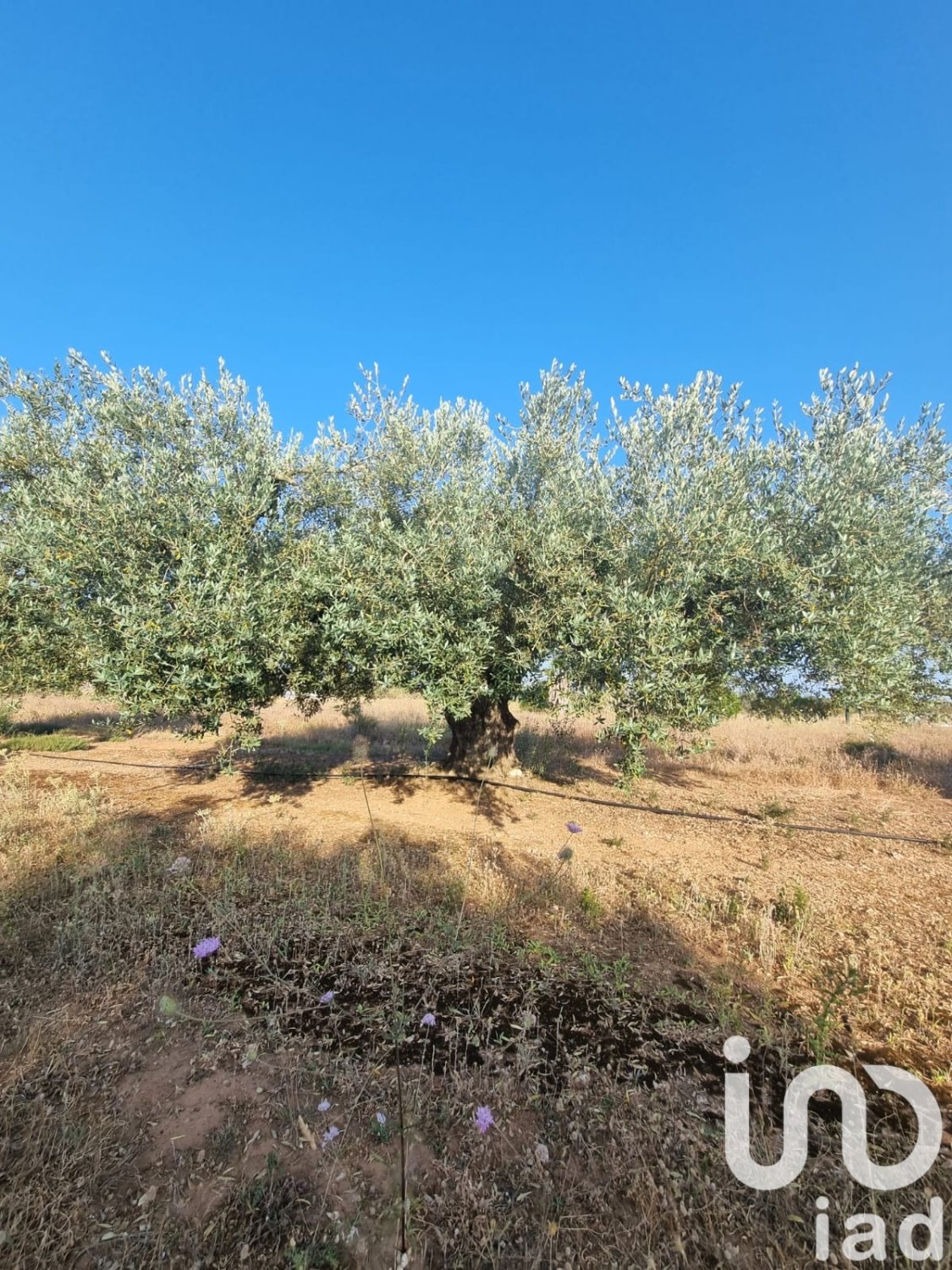 Zemes gabals Ginestar, Tarragona, Spānijā 6093 m2 Nr. 185815