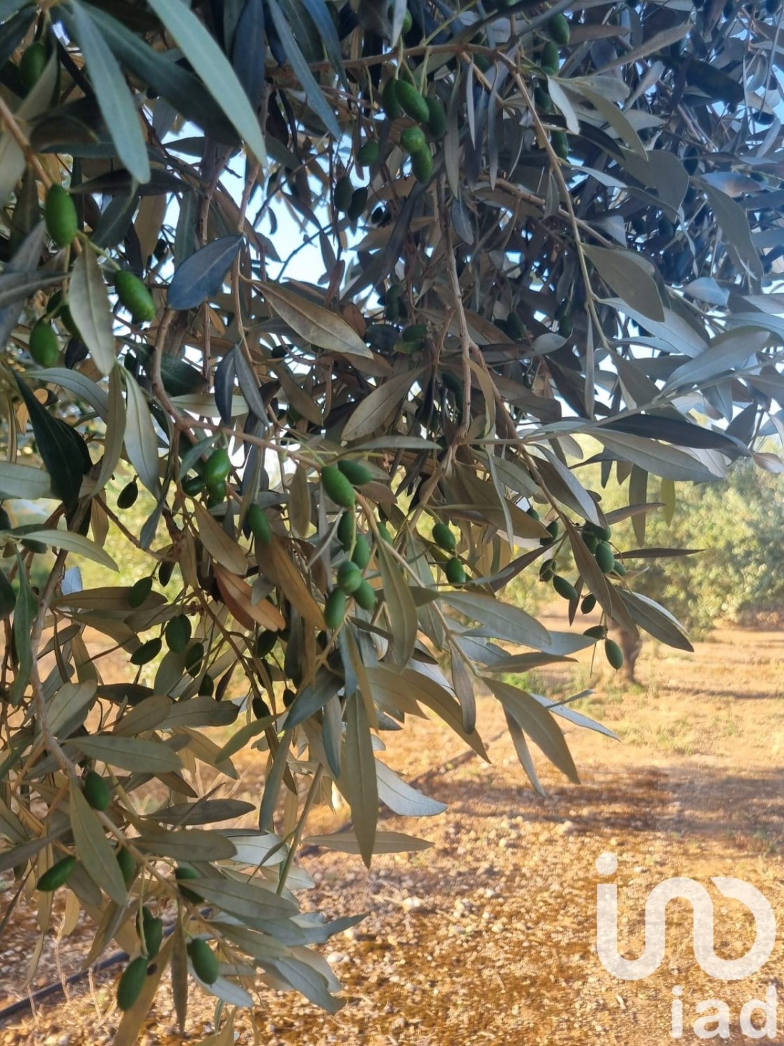 Zemes gabals Ginestar, Tarragona, Spānijā 6093 m2 Nr. 185815