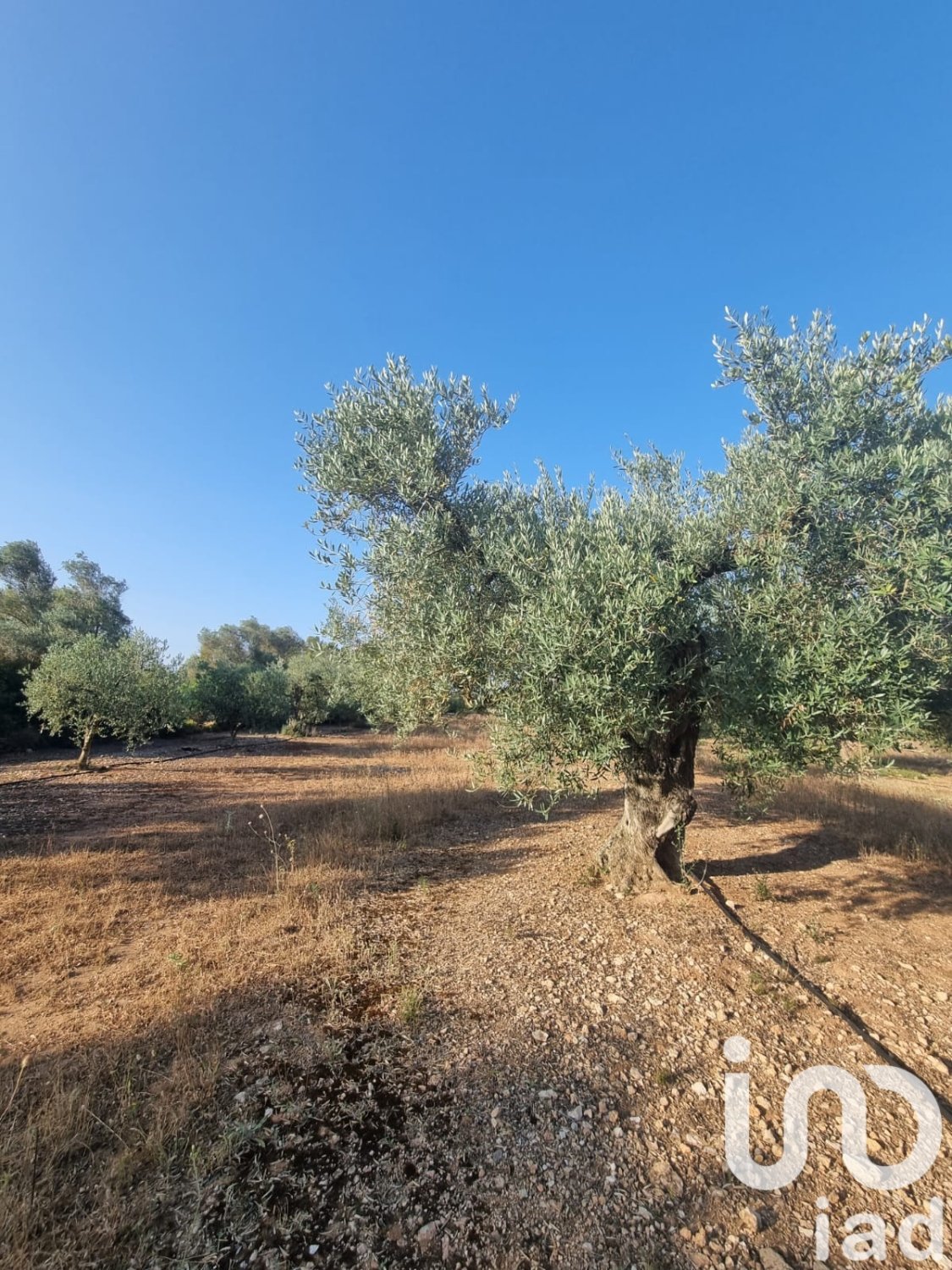 Zemes gabals Ginestar, Tarragona, Spānijā 6093 m2 Nr. 185815