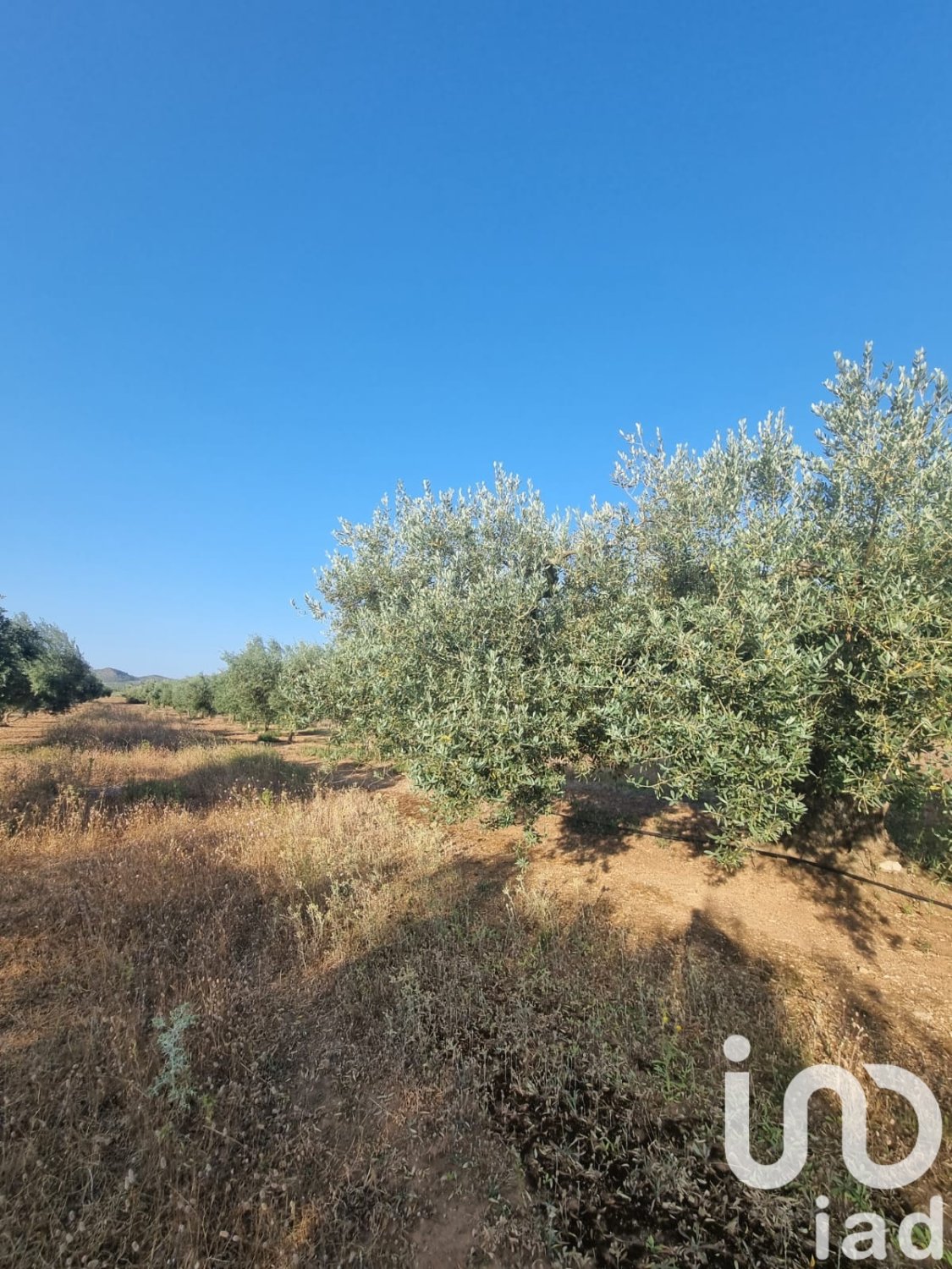 Zemes gabals Ginestar, Tarragona, Spānijā 6093 m2 Nr. 185815
