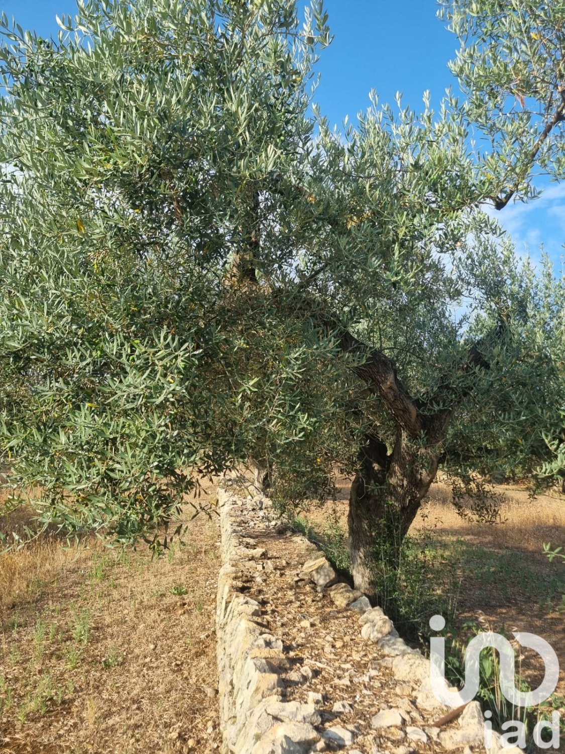Zemes gabals Ginestar, Tarragona, Spānijā 6093 m2 Nr. 185815
