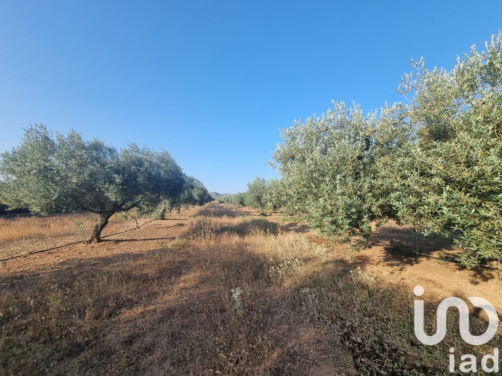 Zemes gabals Ginestar, Tarragona, Spānijā 6093 m2 Nr. 185815