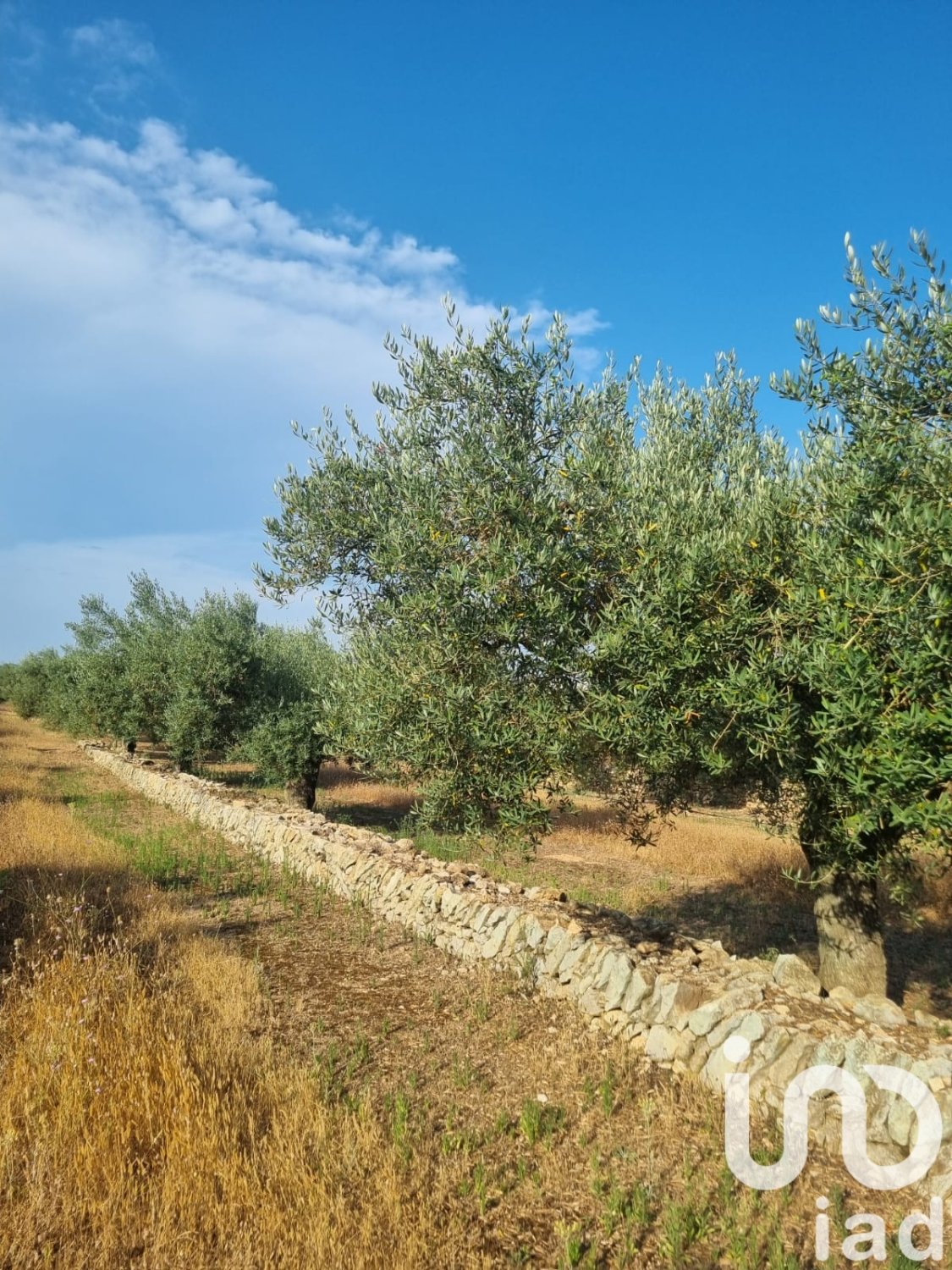 Zemes gabals Ginestar, Tarragona, Spānijā 6093 m2 Nr. 185815