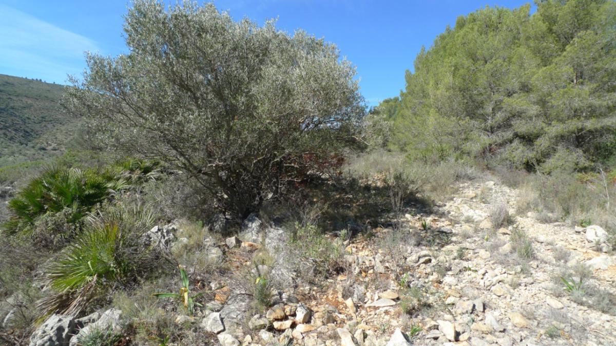Działka w Benigembla, Alicante, Hiszpania nr 183875