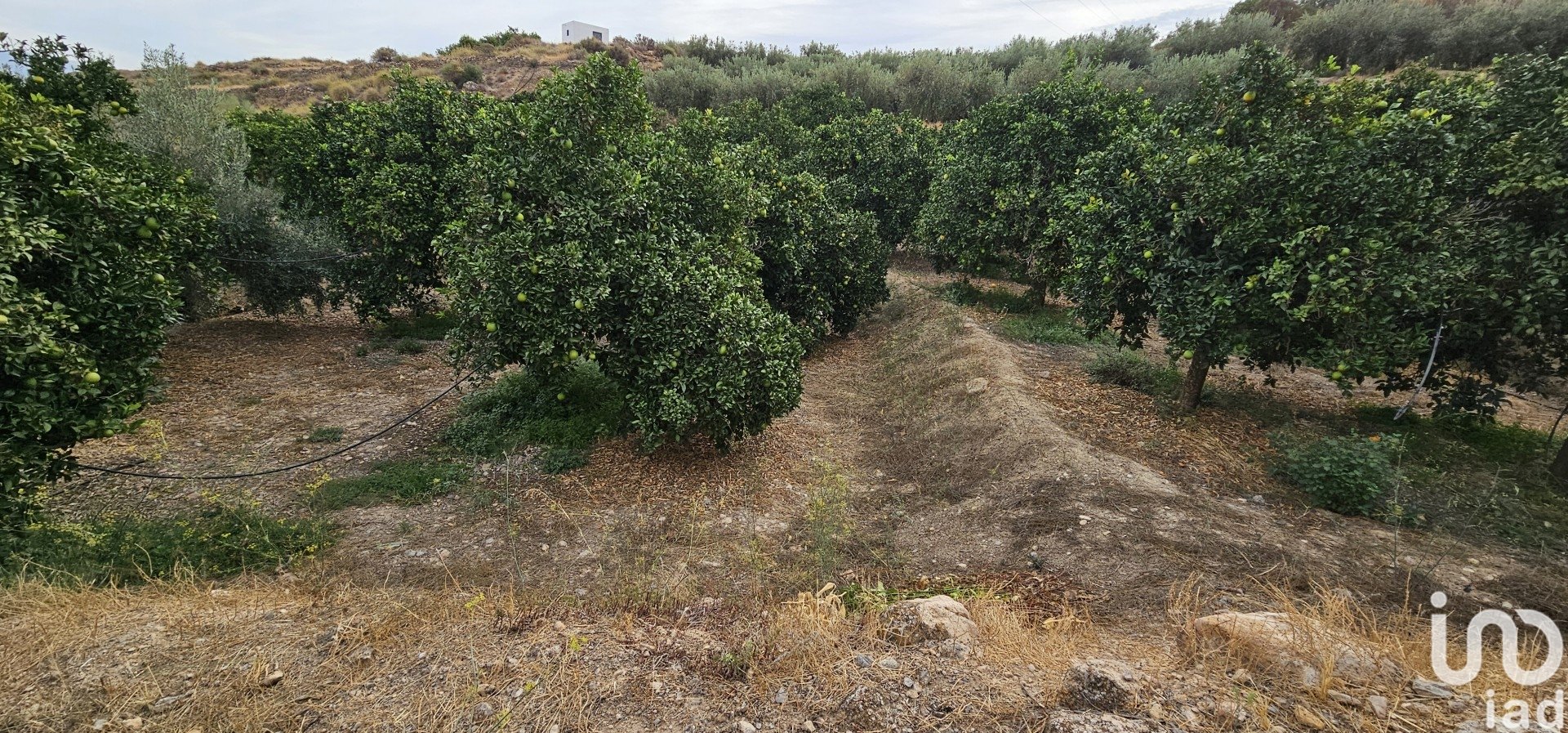 Liikekiinteistö Illar, Almeria, Espanja No. 185671
