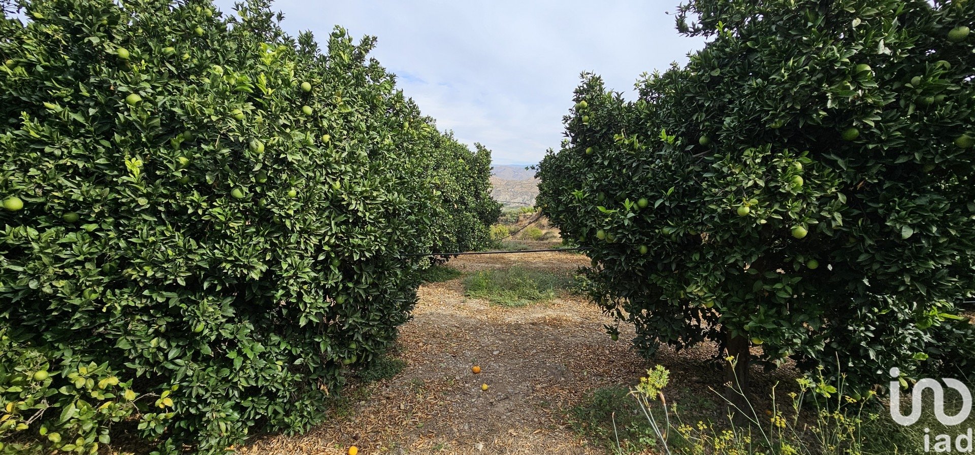 Liikekiinteistö Illar, Almeria, Espanja No. 185671