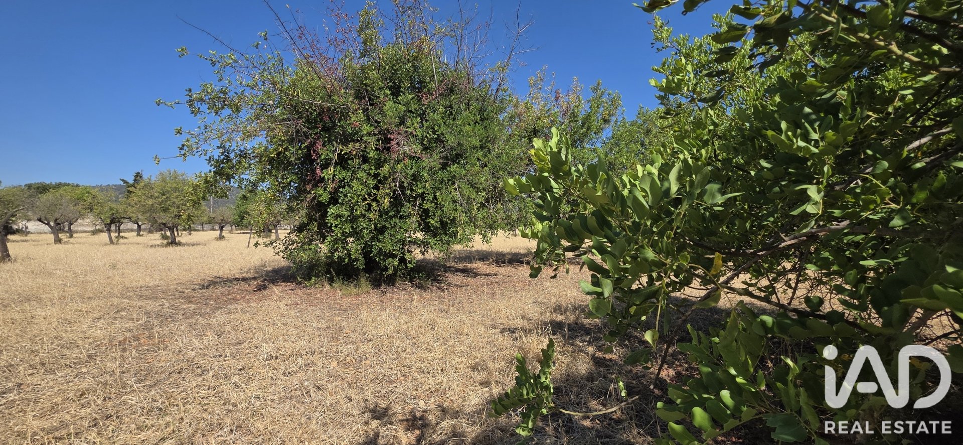 Działka w Selva, Mallorca, Hiszpania 14532 mkw. nr 188083