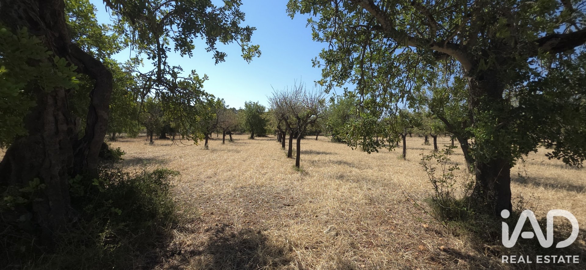 Działka w Selva, Mallorca, Hiszpania 14532 mkw. nr 188083