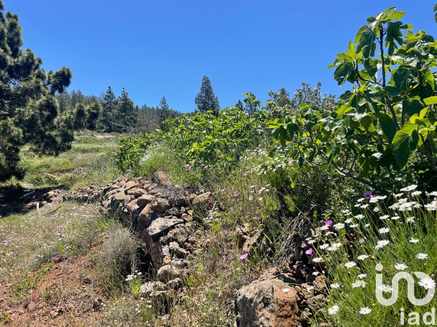 Land plot in Taucho, Tenerife, Spain 11000 sq.m. No. 185755