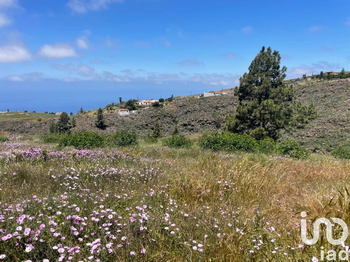 Land plot in Taucho, Tenerife, Spain 11000 sq.m. No. 185755