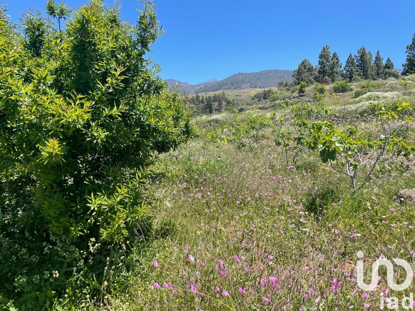 Land plot in Taucho, Tenerife, Spain 11000 sq.m. No. 185755