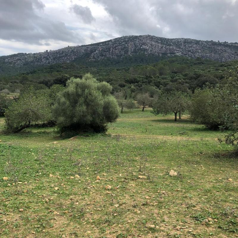 Villa en Pollenca, Mallorca, España No. 103246