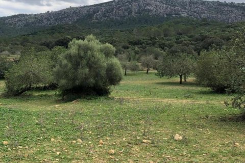 Huvila Pollenca, Mallorca, Espanja No. 103246