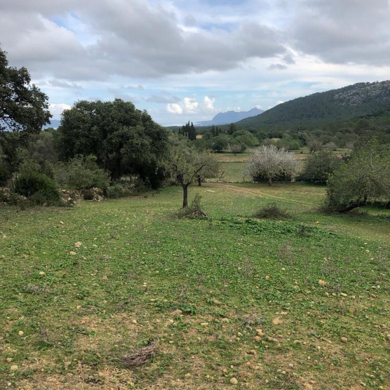 Villa en Pollenca, Mallorca, España No. 103246