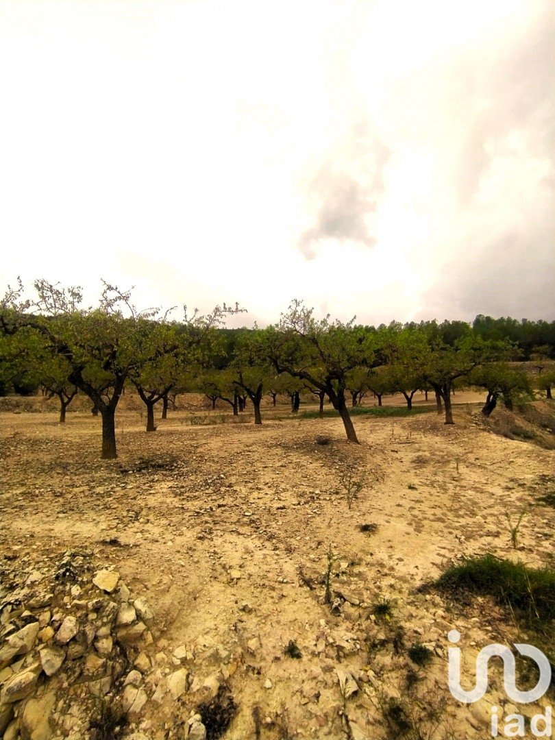 Land plot in Ginestar, Tarragona, Spain 69551 sq.m. No. 186107