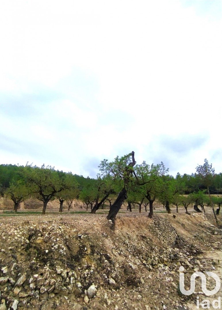 Land plot in Ginestar, Tarragona, Spain 69551 sq.m. No. 186107