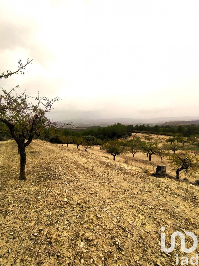Land plot in Ginestar, Tarragona, Spain 69551 sq.m. No. 186107