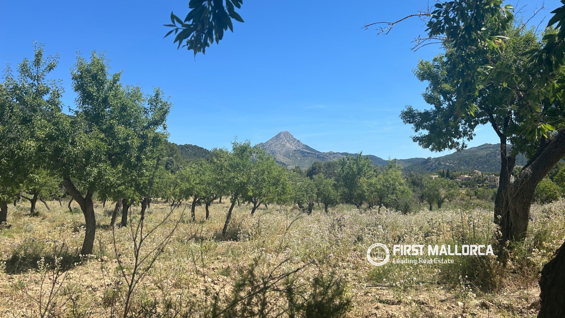 Land in Es Capdella, Mallorca, Spanien 2416 m2 Nr. 168655