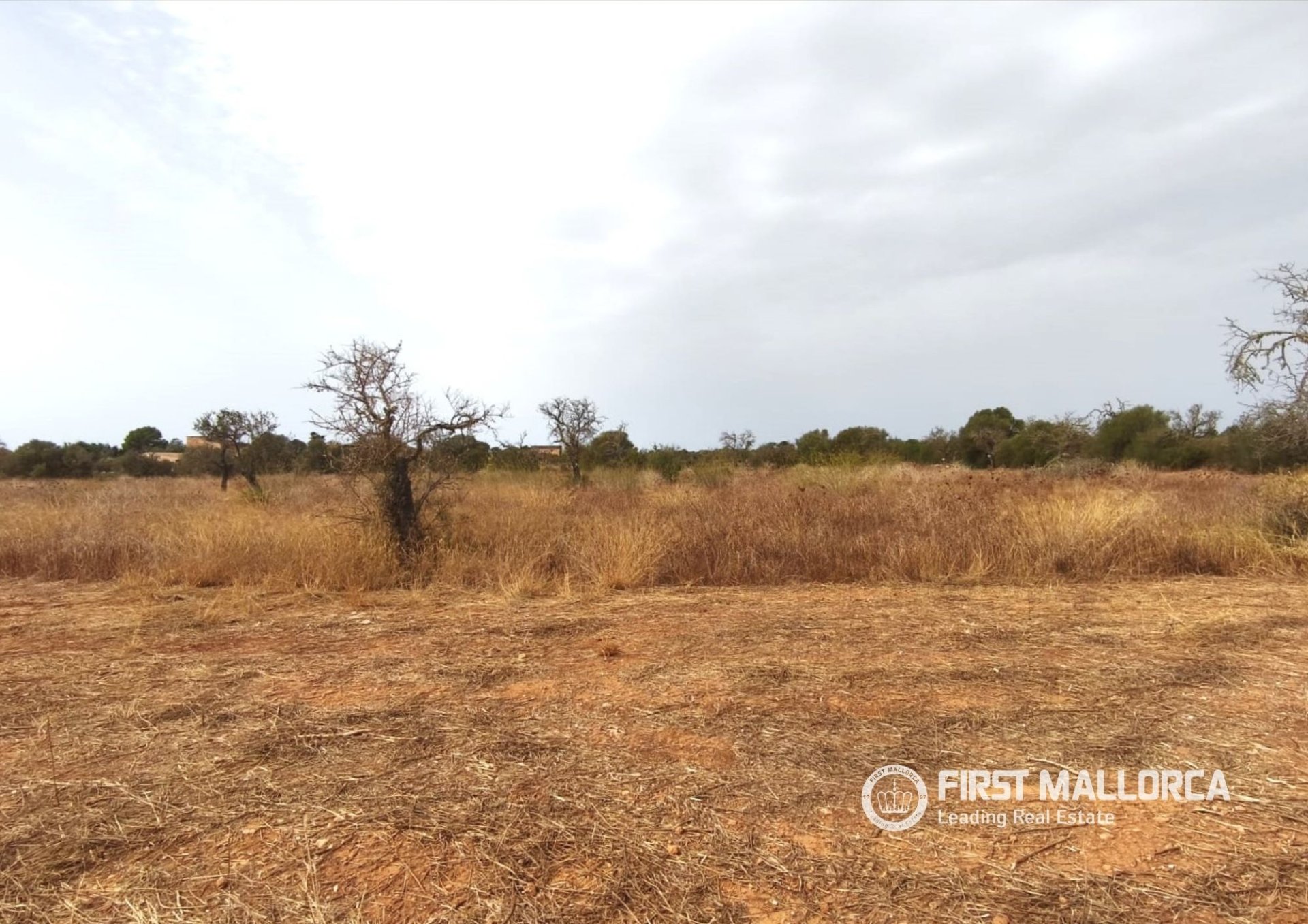 Land plot in Campos, Mallorca, Spain 14833 sq.m. No. 195232