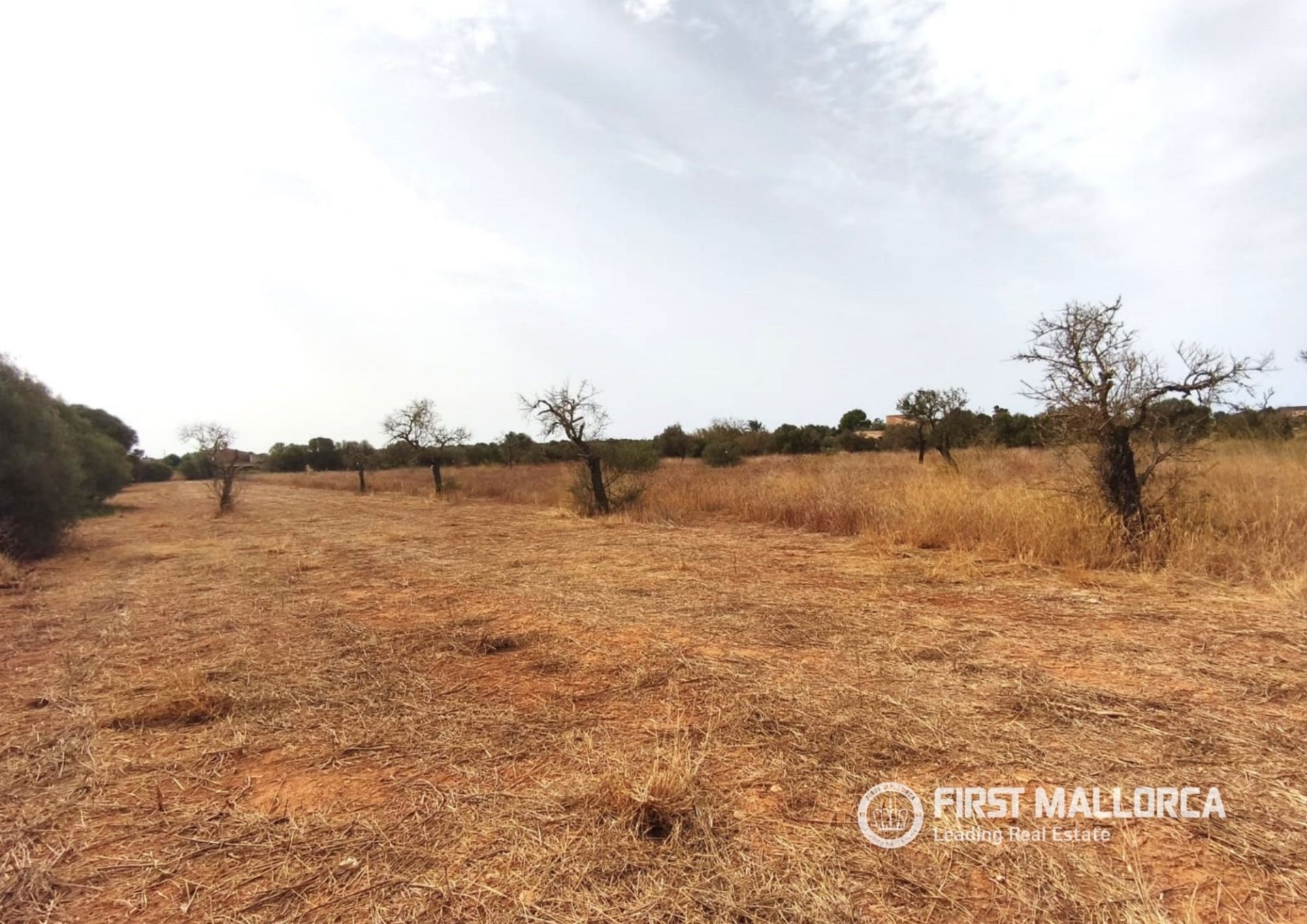 Land plot in Campos, Mallorca, Spain 14833 sq.m. No. 195232