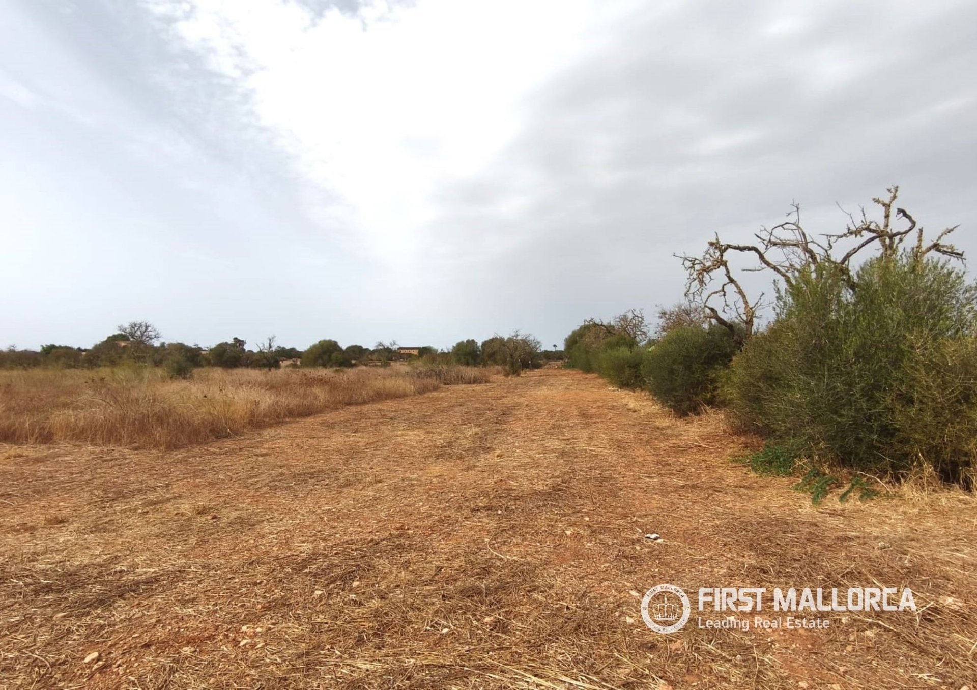 Land plot in Campos, Mallorca, Spain 14833 sq.m. No. 195232