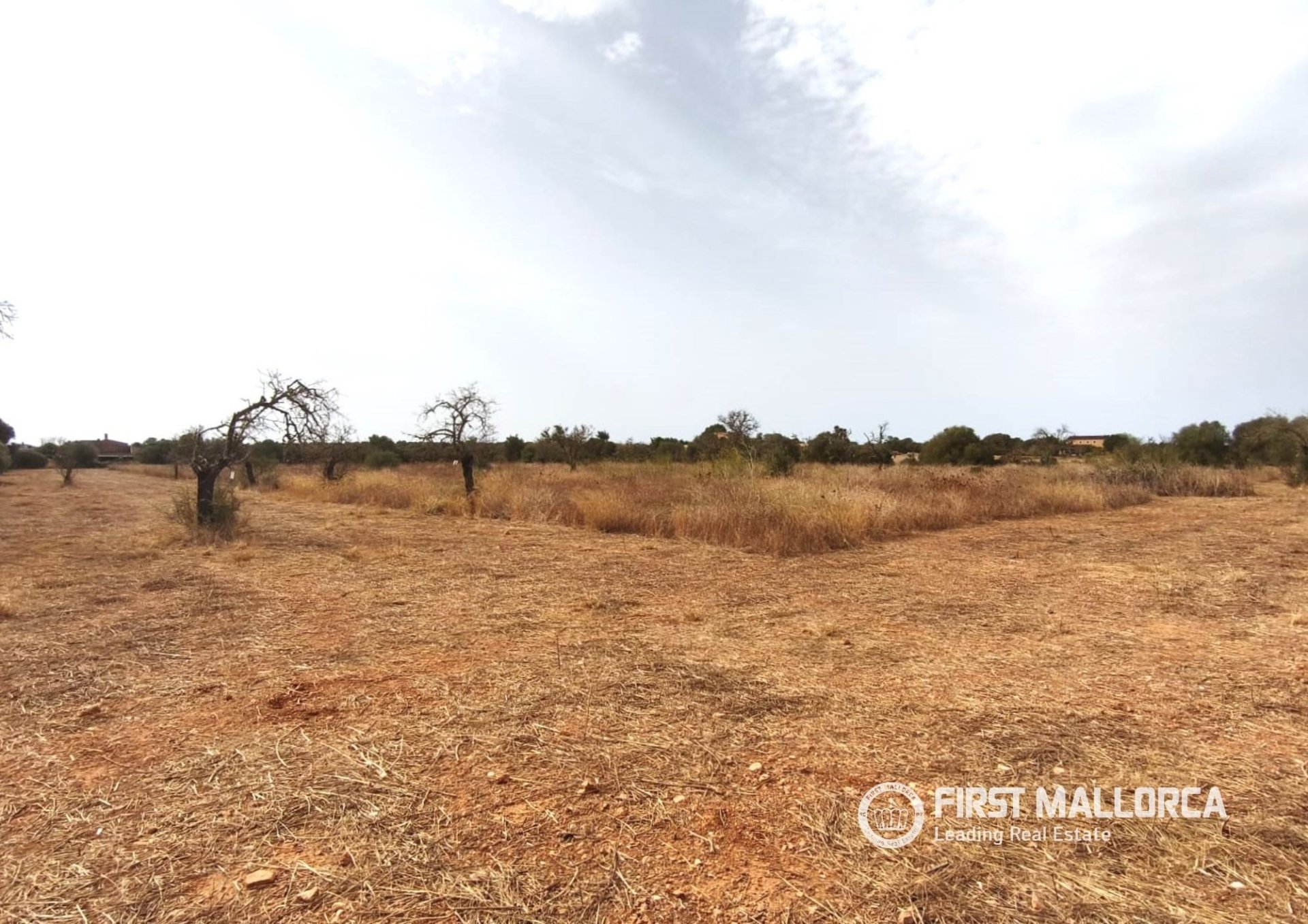 Land plot in Campos, Mallorca, Spain 14833 sq.m. No. 195232