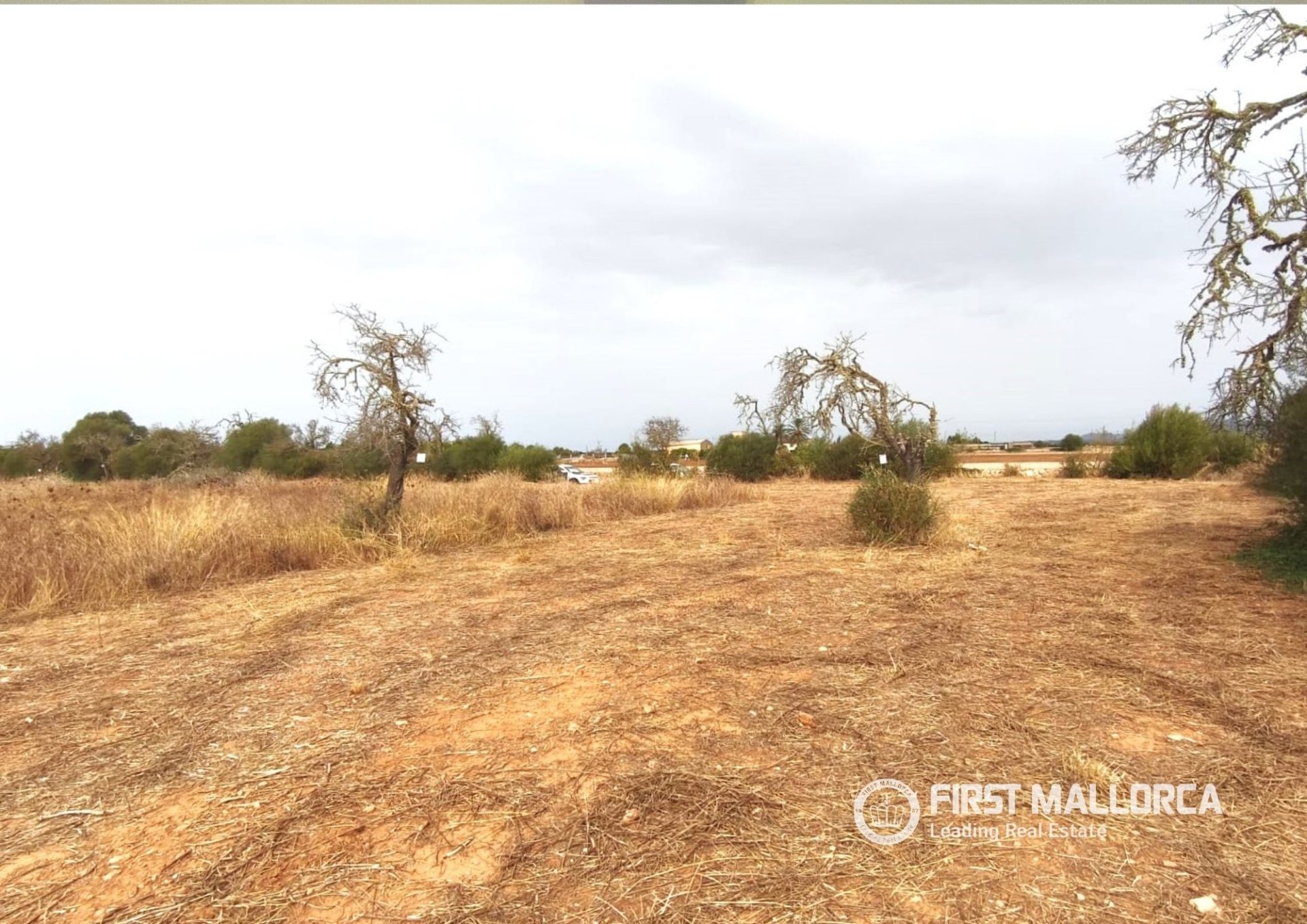 Land plot in Campos, Mallorca, Spain 14833 sq.m. No. 195232