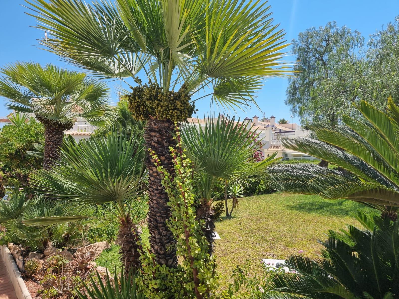 Apartment in Los Balcones, Alicante, Spain 2 bedrooms, 68 sq.m. No. 184385