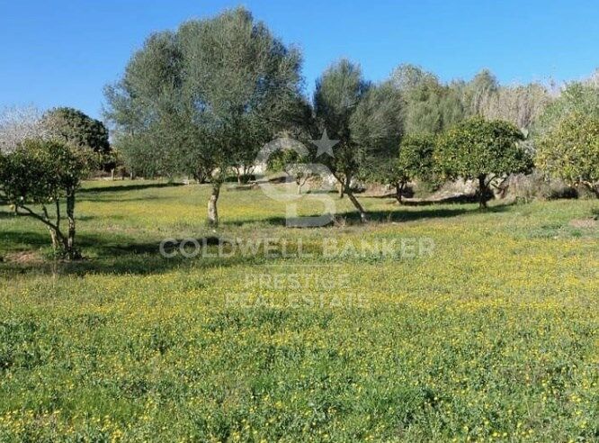 House à Arta, Mallorca, Espagne 5 chambres, 501 m2 No. 160066