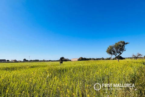 Land plot in L'Horta De Pollenca, Mallorca, Spain 19266 sq.m. No. 166082