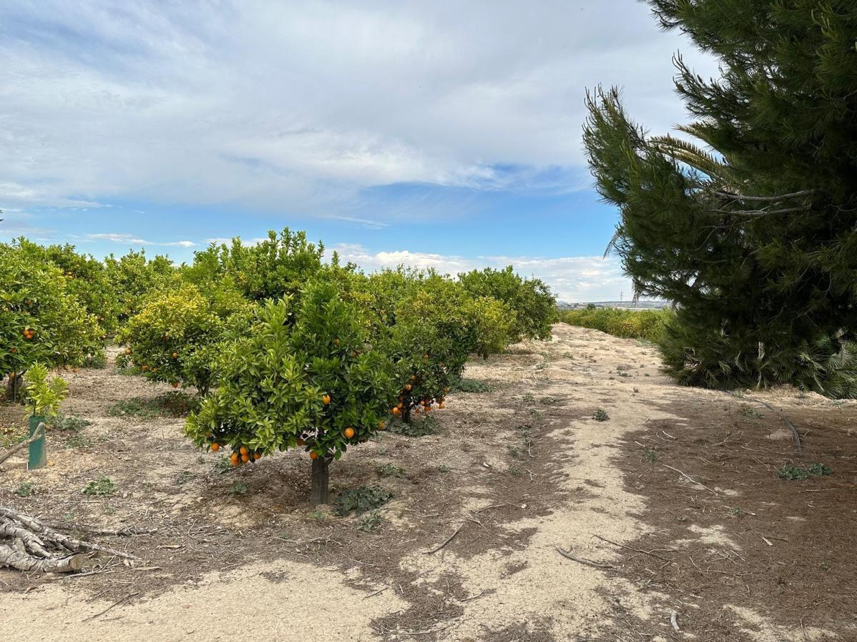 House in San Miguel de Salinas, Alicante, Spanien 100 m2 Nr. 100052
