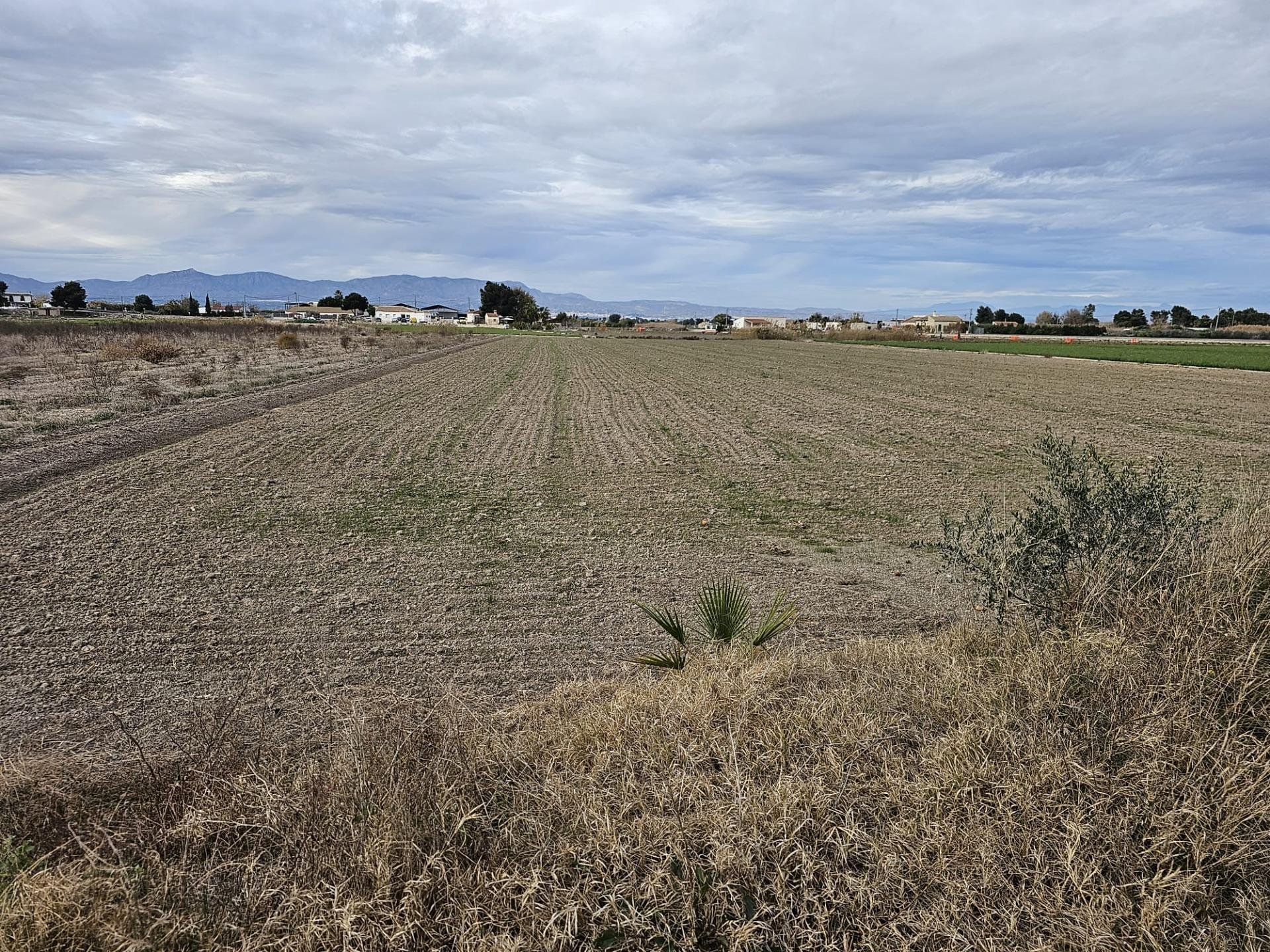 Land plot in Dolores, Alicante, Spain No. 183613