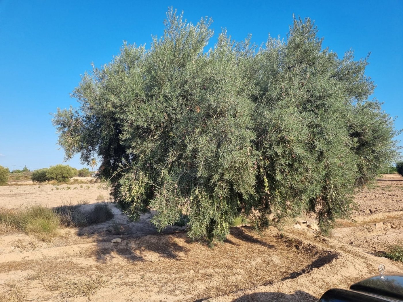 Zemes gabals Crevillent, Alicante, Spānijā Nr. 183612
