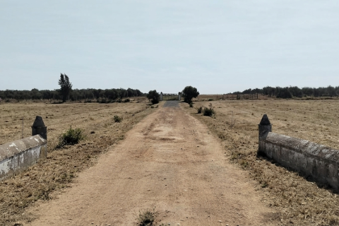 Land plot à Dos Hermanas, Seville, Espagne 26606 m2 No. 188331