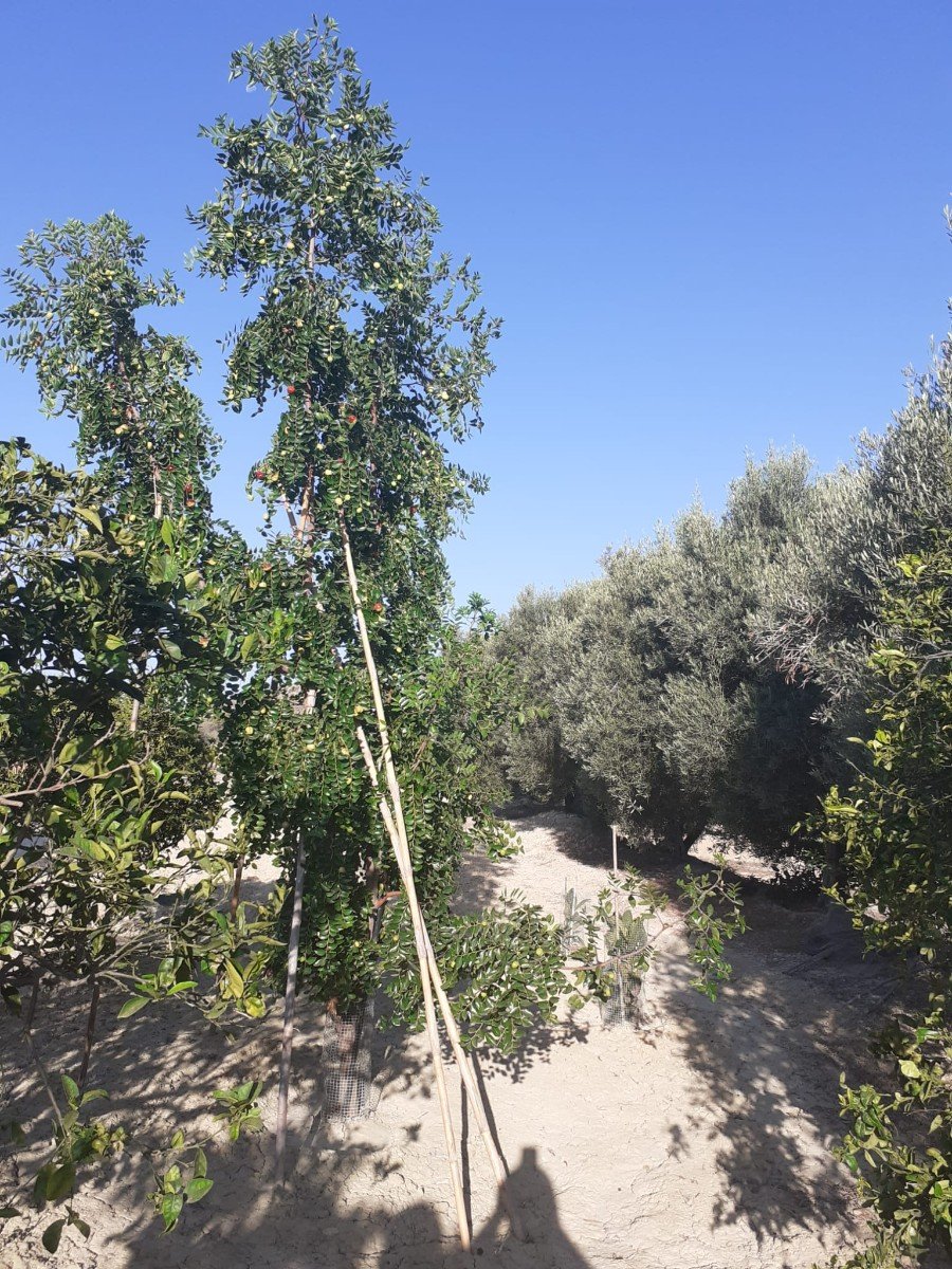 Willa w Rojales, Alicante, Hiszpania 3 sypialnie, 77 mkw. nr 80148