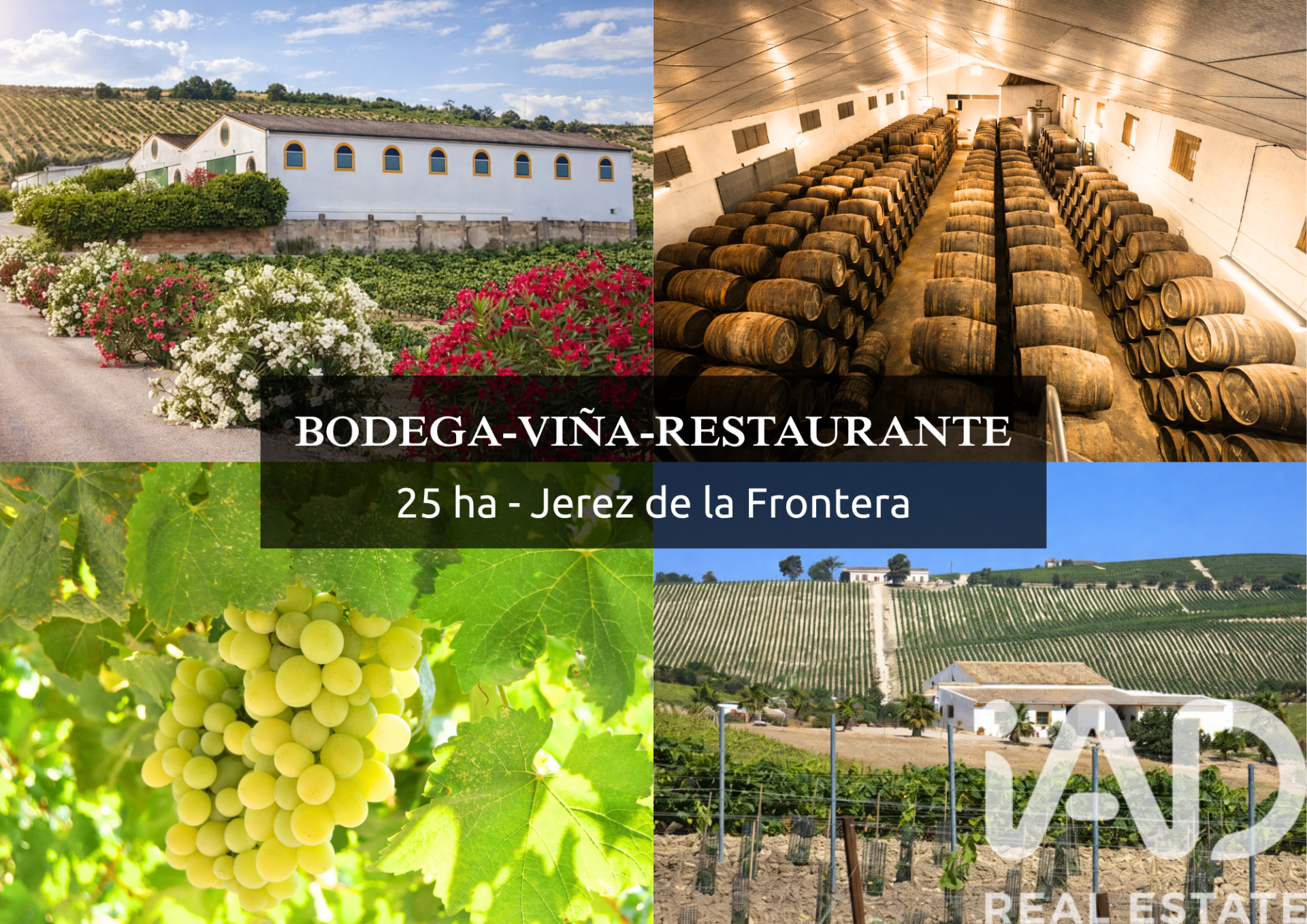 Lokal usługowy w Jerez de la Frontera, Cadiz, Hiszpania nr 172884