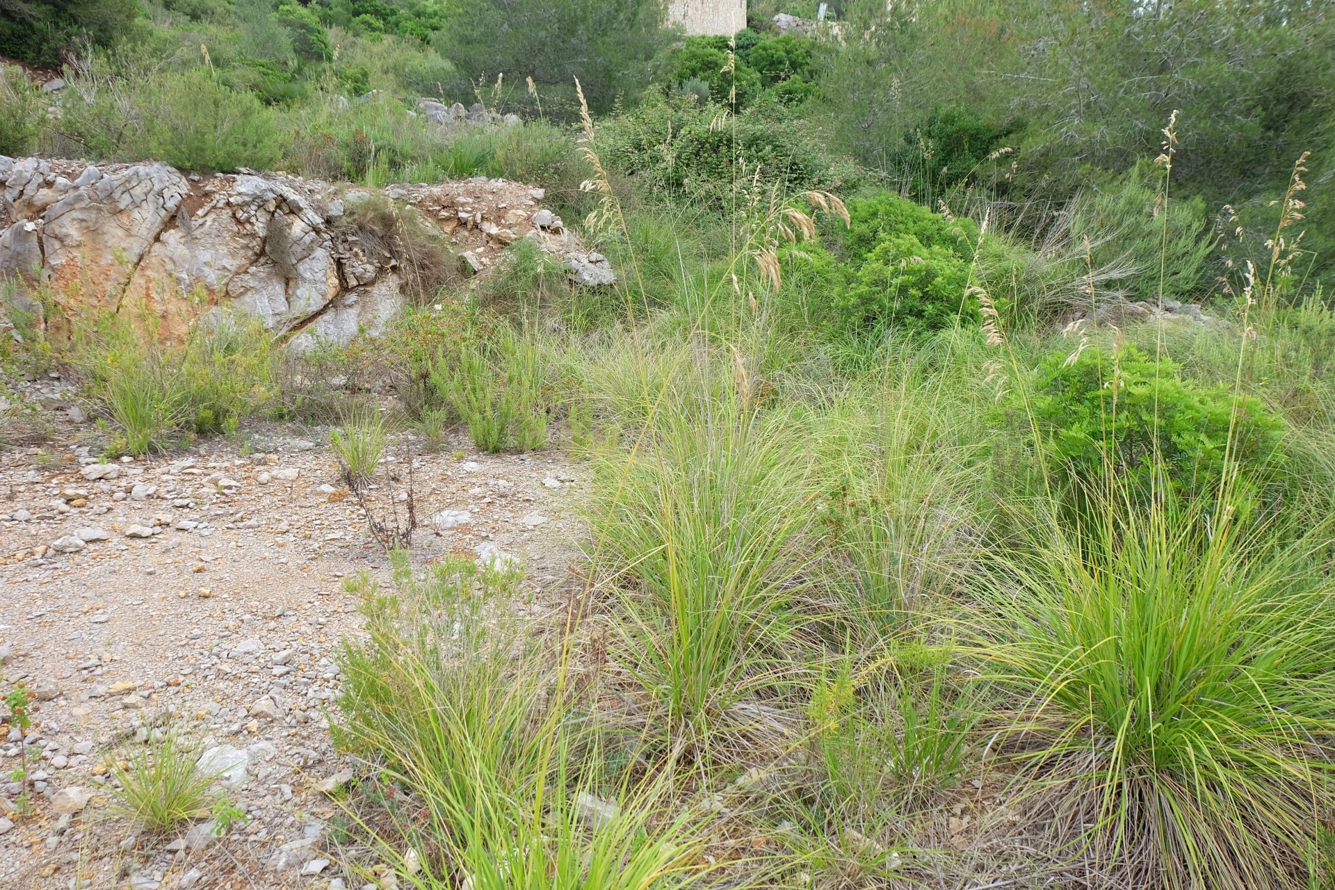 Land plot in Olivella, Barcelona, Spain No. 186727