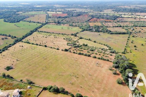 Land plot in Llucmajor, Mallorca, Spain 36895 sq.m. No. 172622