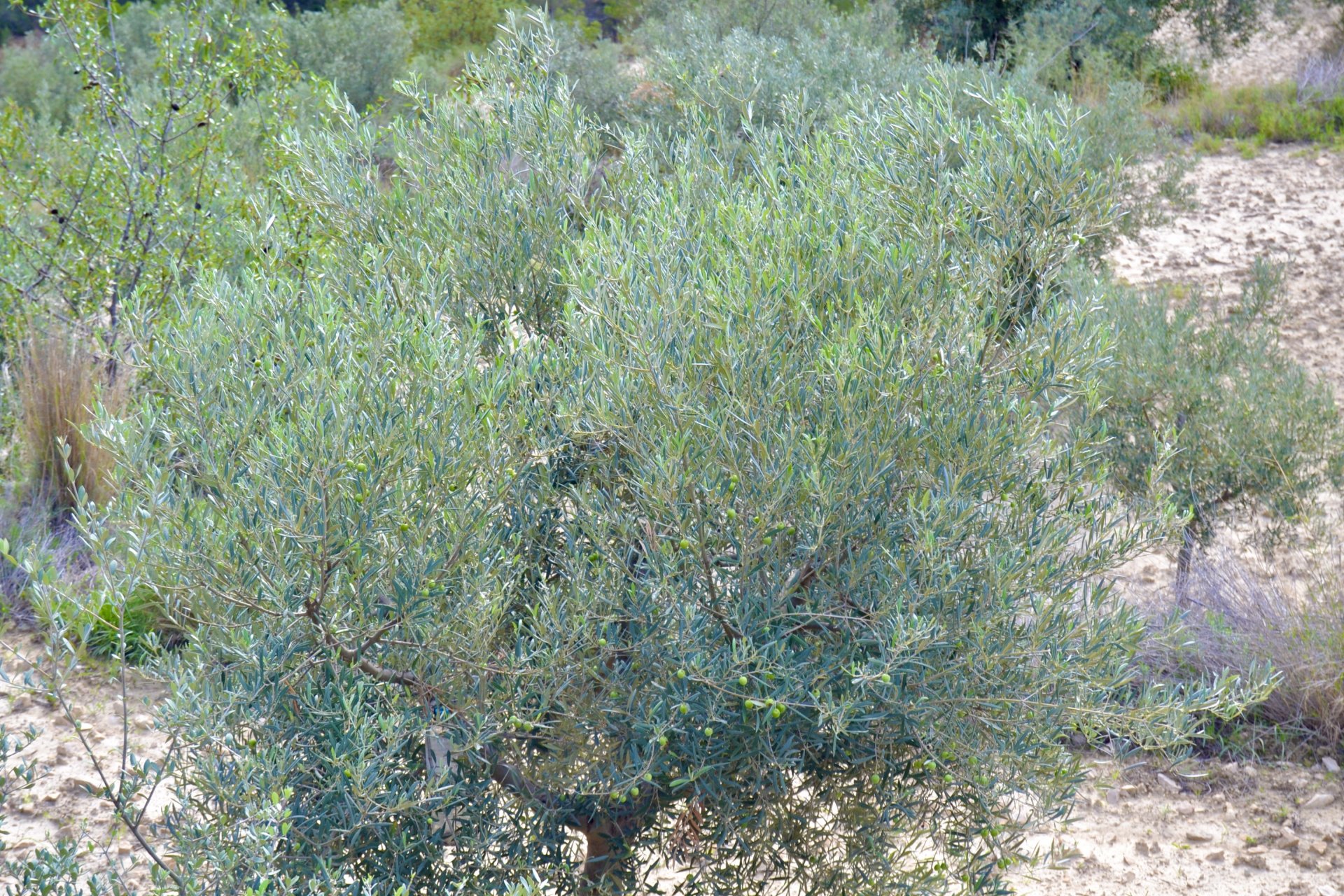 Terreno a Relleu, Alicante, Spagna N° 192502