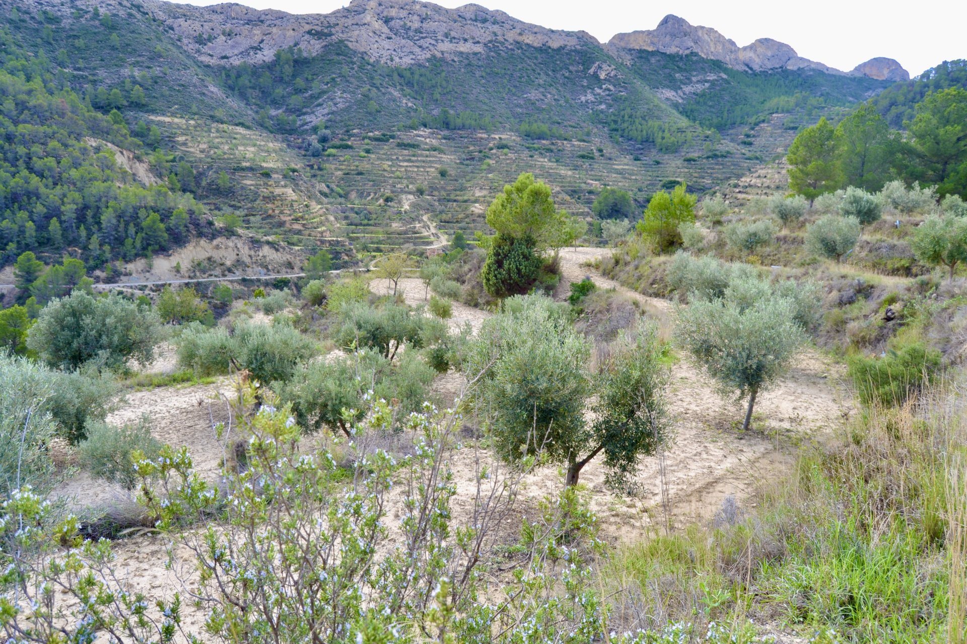 Terreno a Relleu, Alicante, Spagna N° 192502