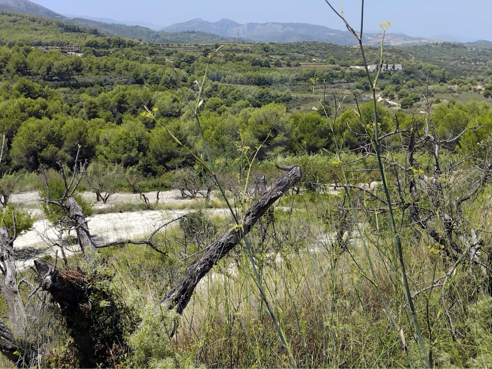 Land plot in Javea, Alicante, Spain 14309 sq.m. No. 158258