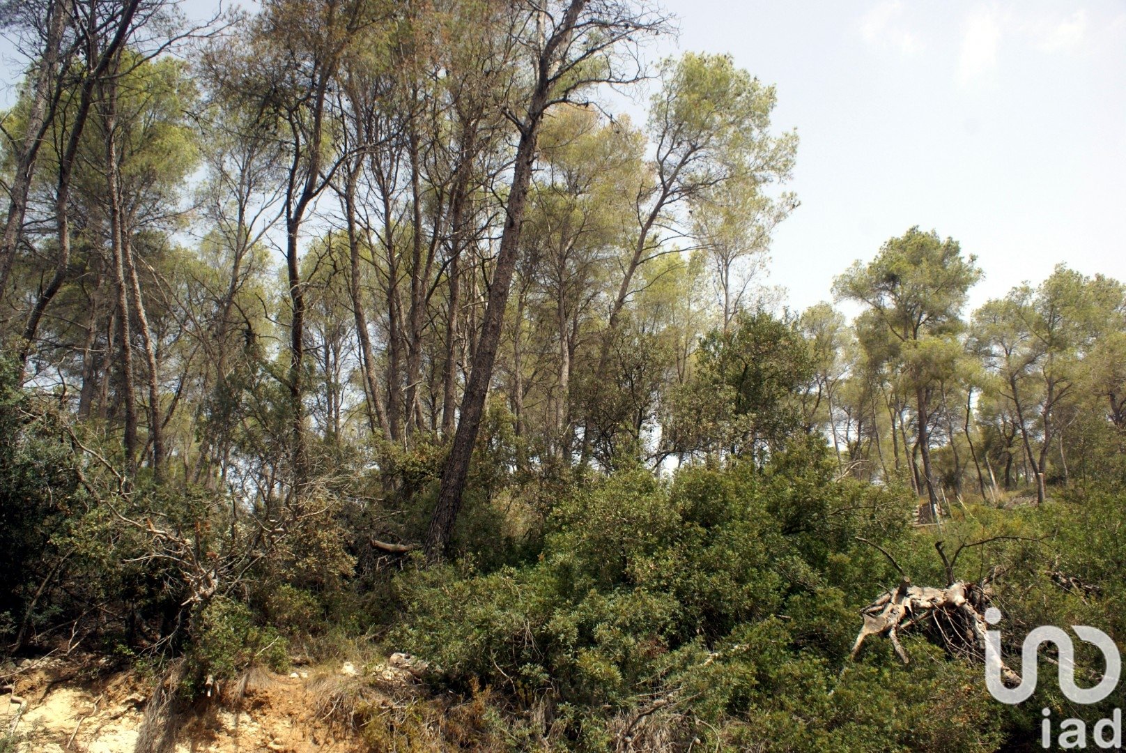 Land plot in Olivella, Barcelona, Spain 776 sq.m. No. 186093