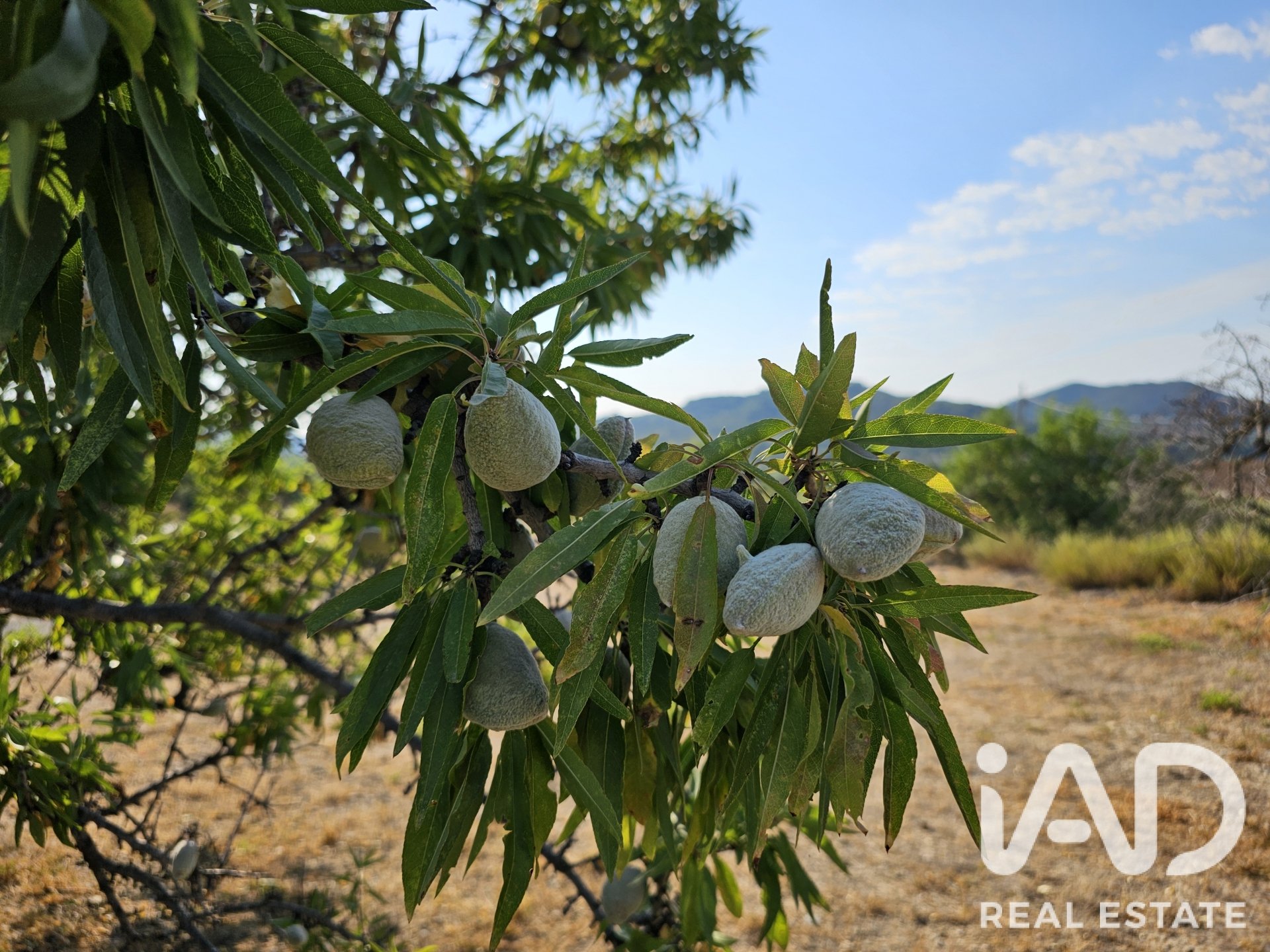 Land plot in Alforja, Tarragona, Spain 66862 sq.m. No. 187596