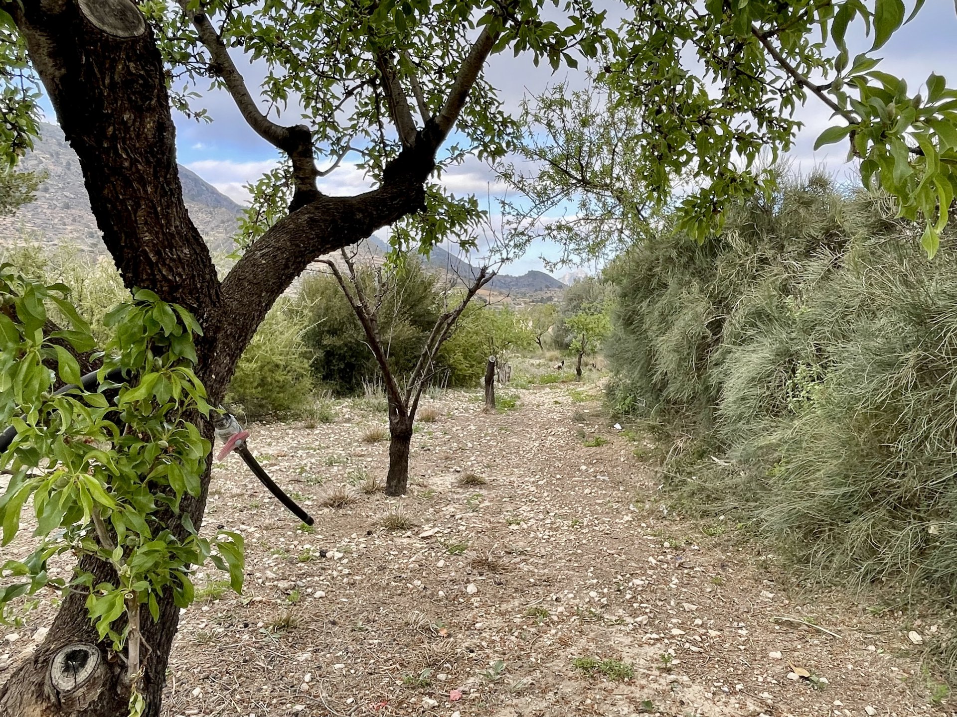 Finca i Relleu, Alicante, Spanien 3 sovrum, 150 kvm. Nr. 192507